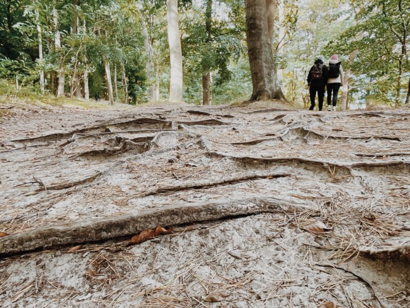 Wanderer im Wald von Bansin auf dem Weg der Steilküste