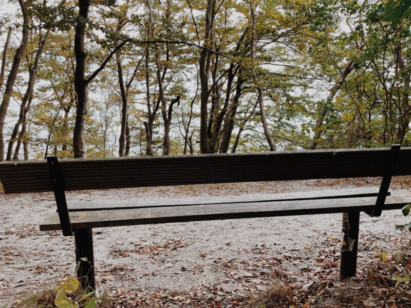 Tief im Wald von Bansin steht eine Bank mit Ausblick auf die Ostsee